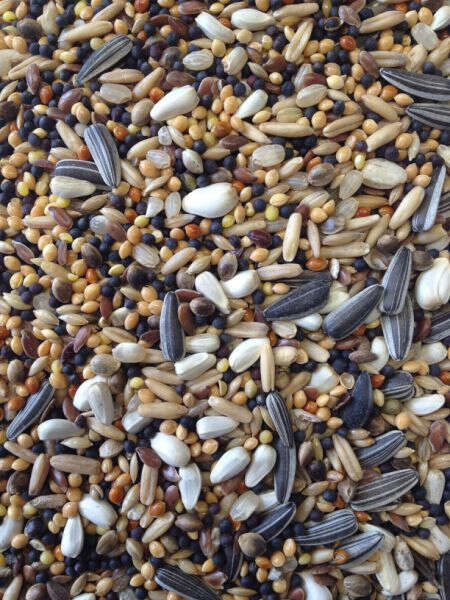 SPINNE Spezialfutter Ölsämereien/Rennfutter